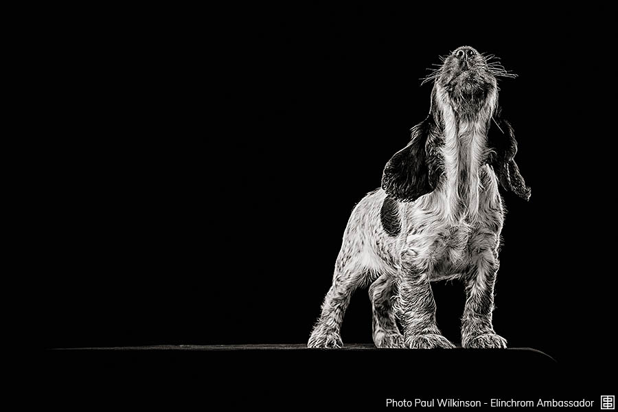 Anzeige:006 wilkinson-006.jpg